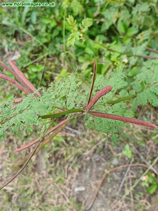 Desmanthus virgatus