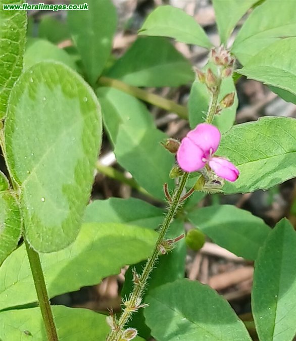 Desmodium scorpiurus