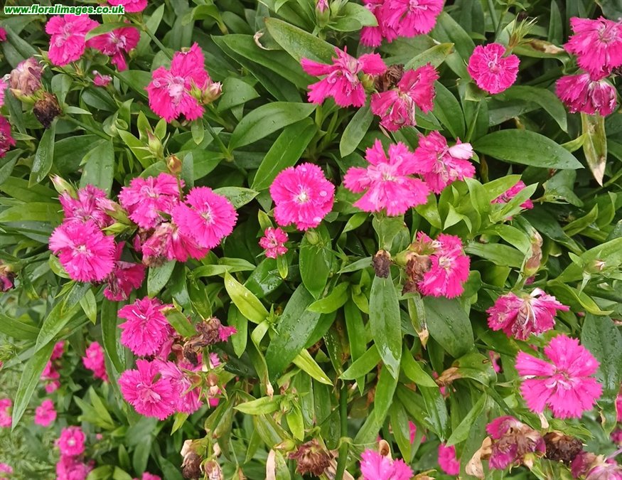 Dianthus chinensis