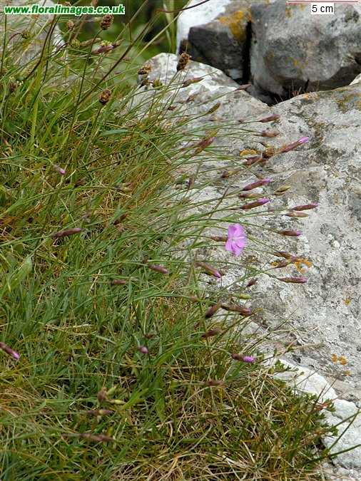 Dianthus gratianopolitanus