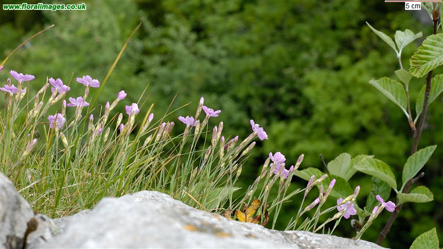 Dianthus gratianopolitanus