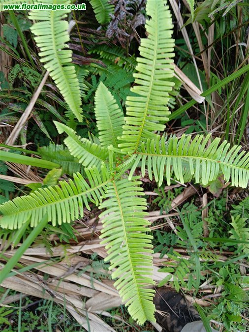 Dicranopteris linearis