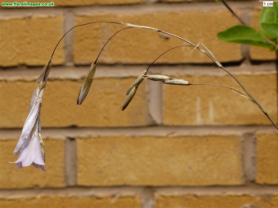Dierama argyreum