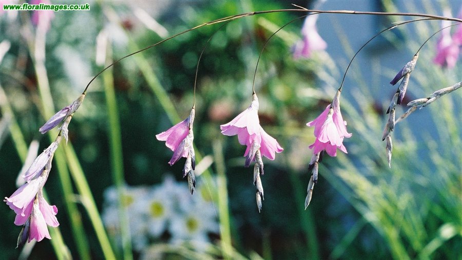 Dierama ensifolium