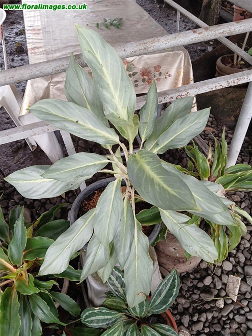 Diffenbachia oerstedii