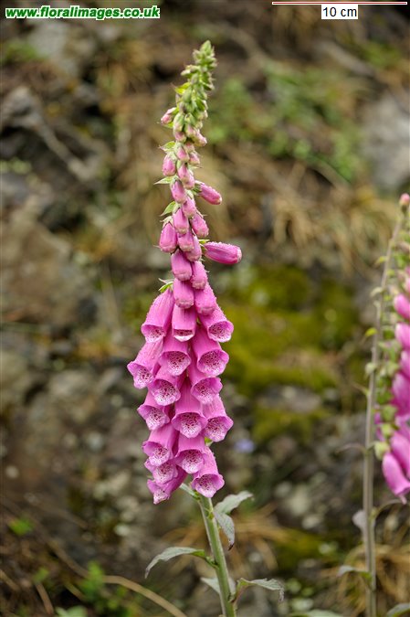 Digitalis purpurea