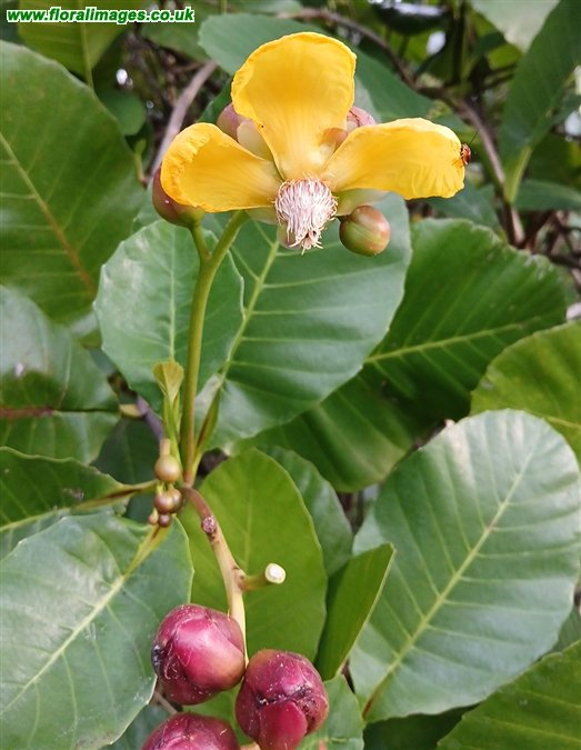 Dillenia suffruticosa