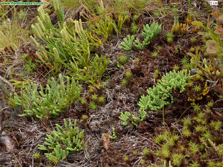 Diphasiastrum alpinum