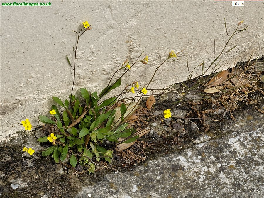 Diplotaxis muralis