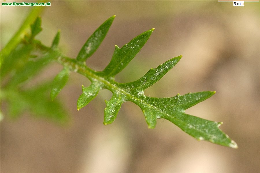 Diplotaxis muralis