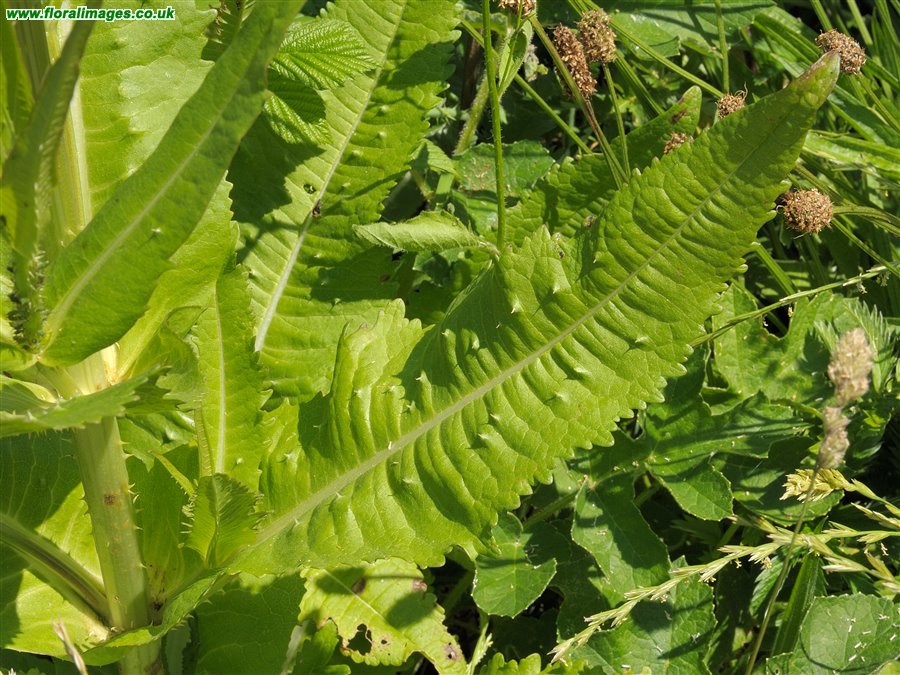 Dipsacus fullonum