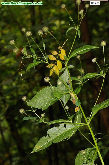 Dipsacus pilosus