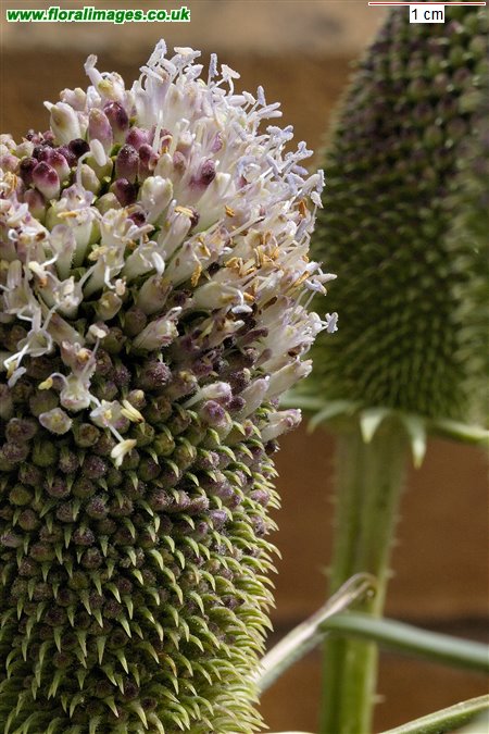 Dipsacus sativus
