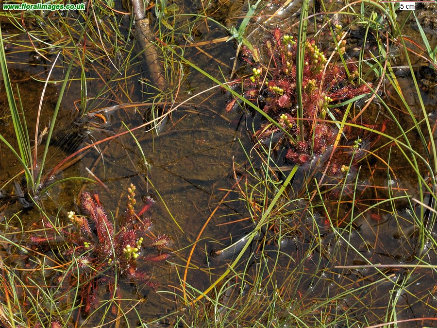 Drosera intermedia