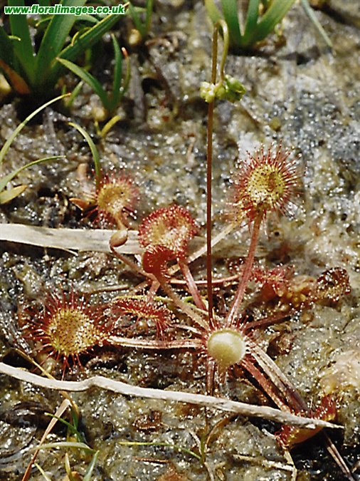 Drosera rotundifolia