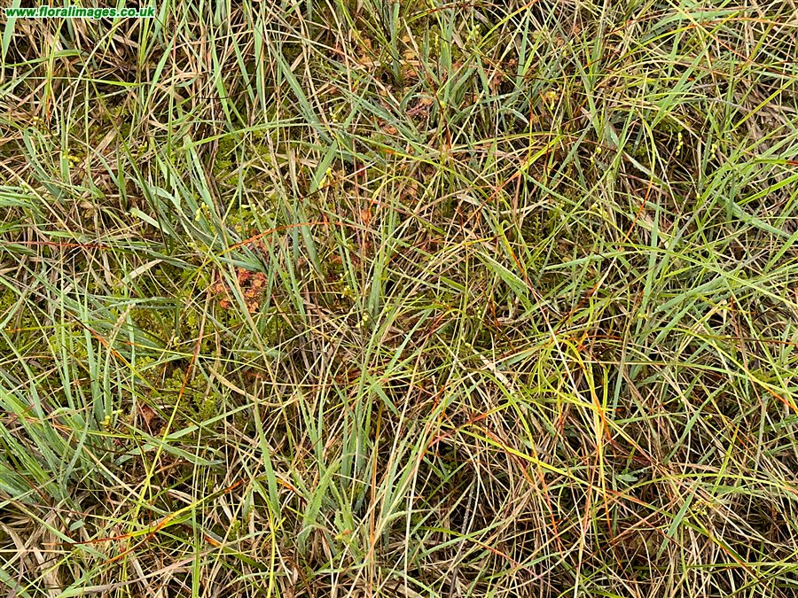 Drosera rotundifolia