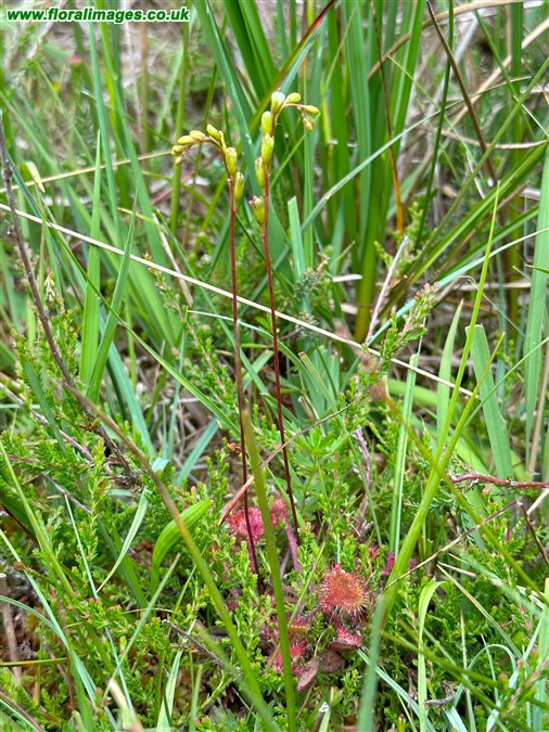 Drosera rotundifolia