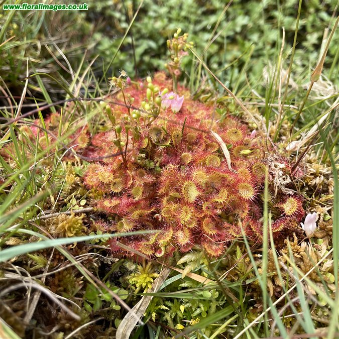 Drosera rotundifolia
