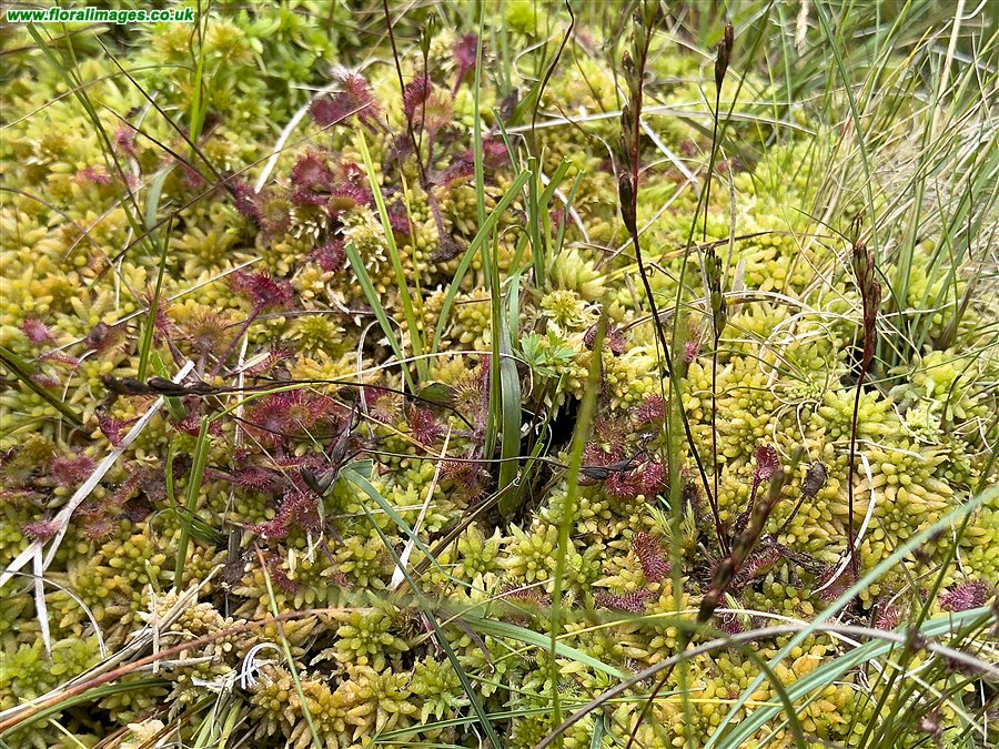 Drosera rotundifolia