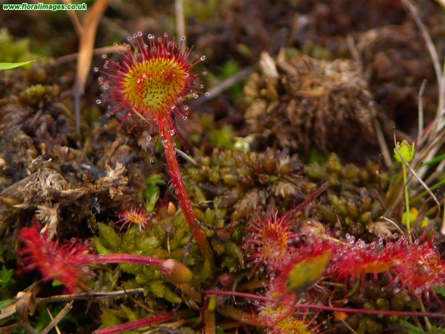 Drosera rotundifolia