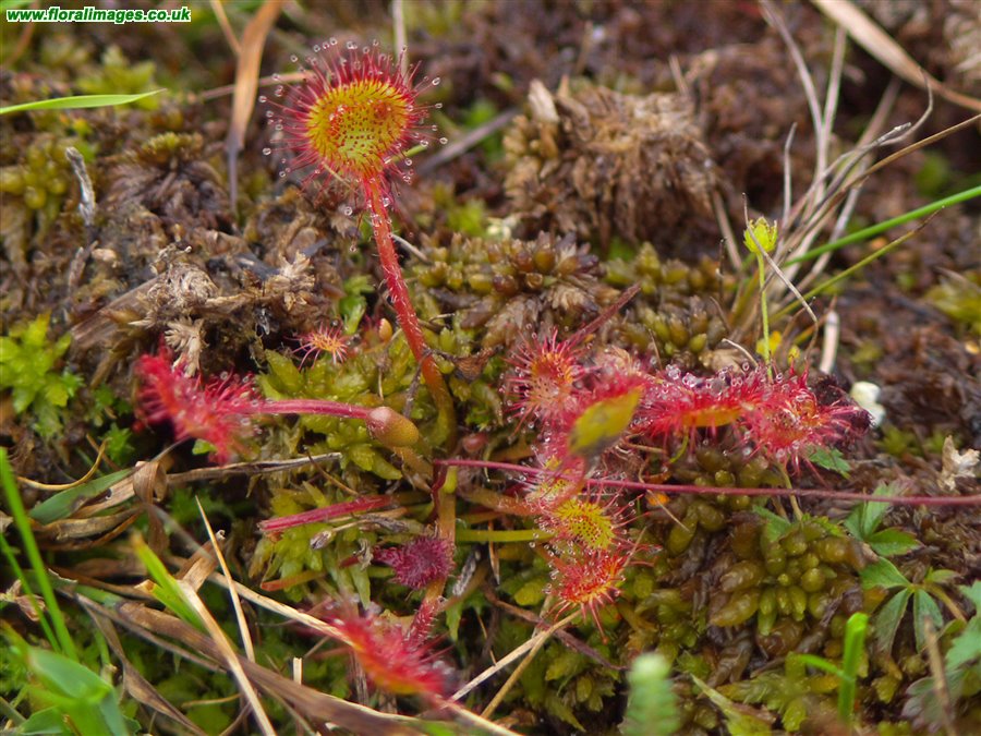 Drosera rotundifolia