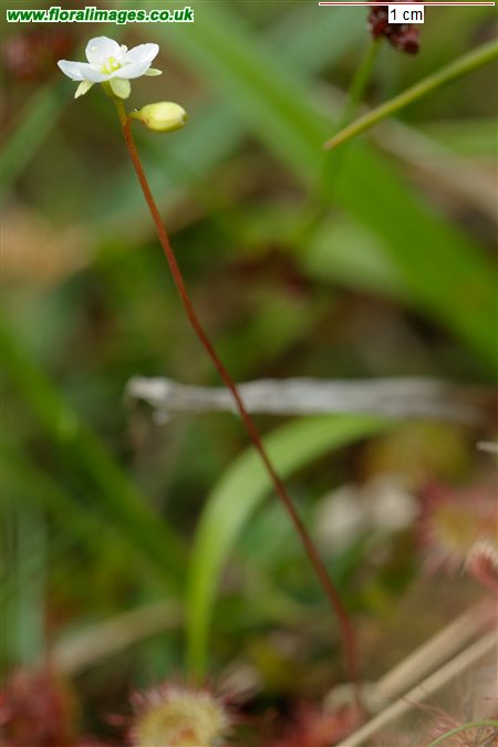 Drosera rotundifolia