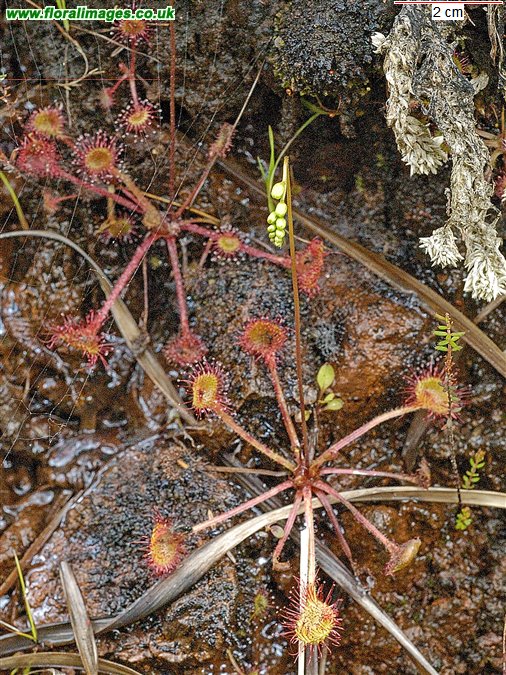 Drosera rotundifolia