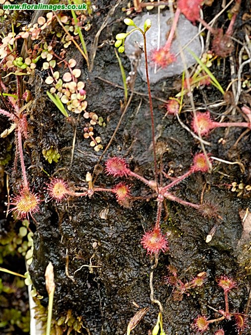 Drosera rotundifolia
