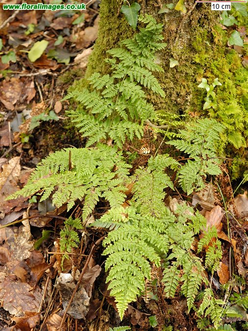 Dryopteris aemula