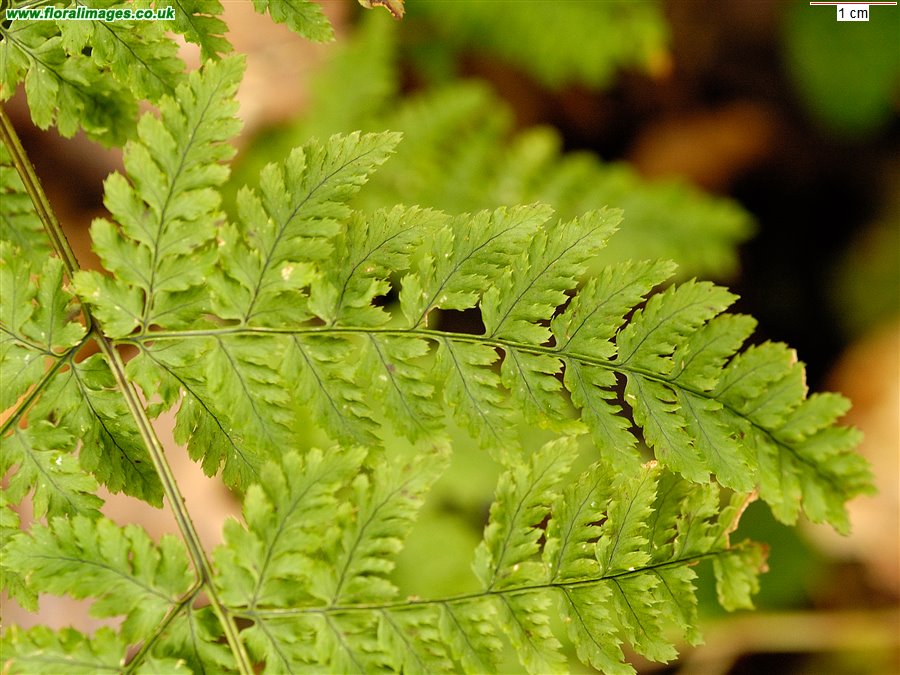 Dryopteris aemula