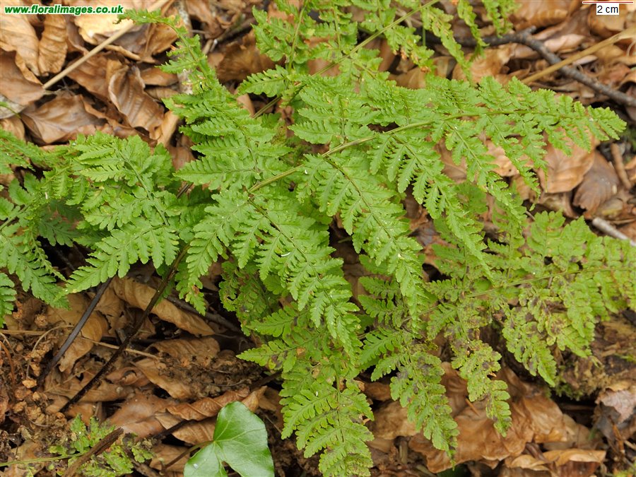 Dryopteris aemula