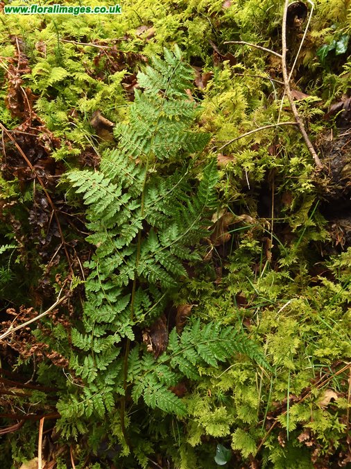 Dryopteris aemula