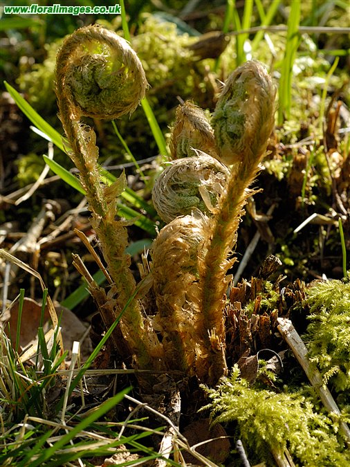 Dryopteris affinis