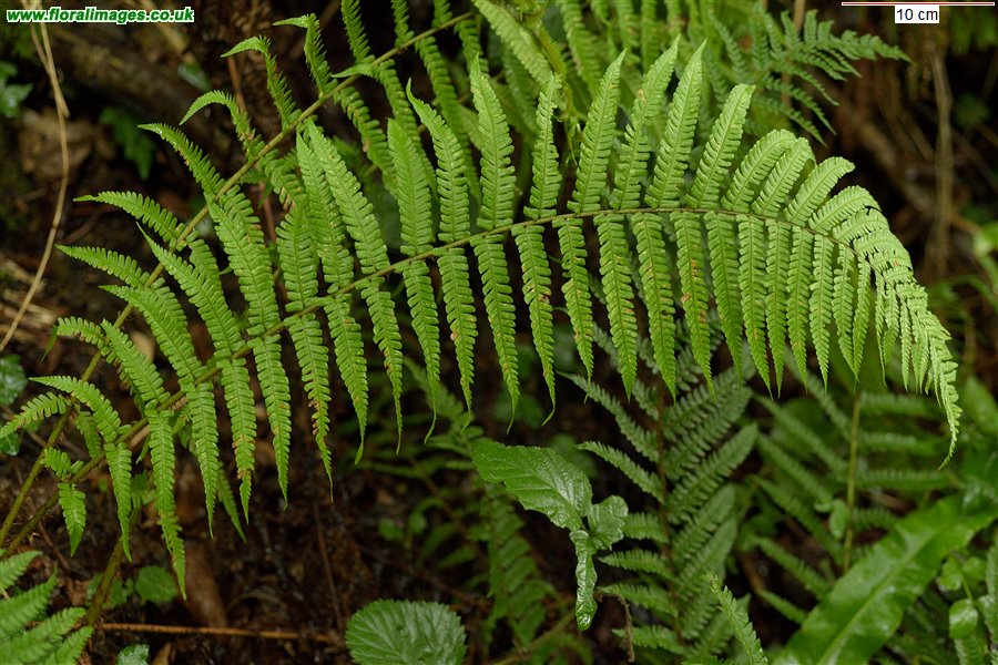 Dryopteris affinis