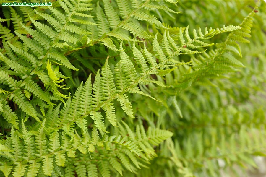 Dryopteris oreades