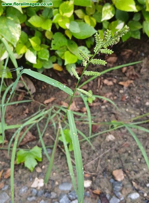 Echinochloa colonum
