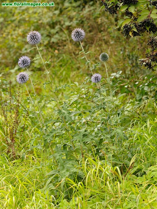 Echinops bannaticus