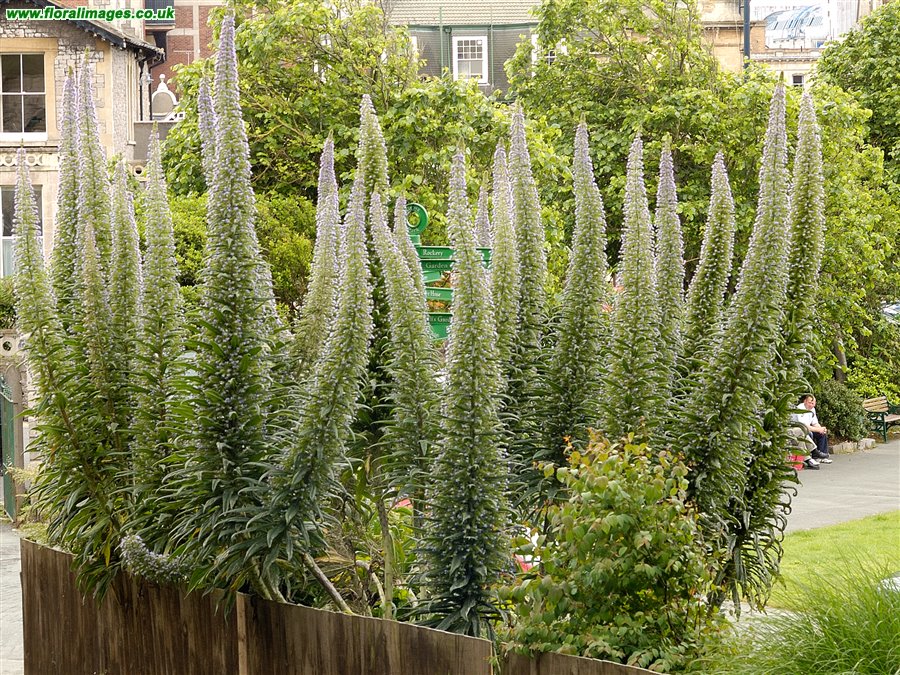 Echium pininana