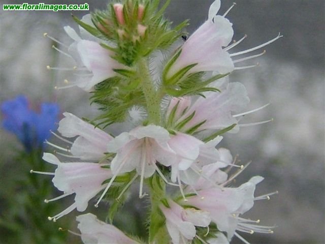 Echium vulgare