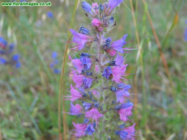 Echium vulgare