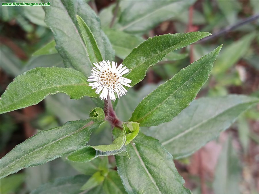 Eclipta prostrata