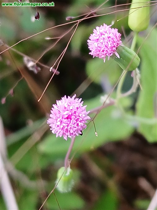 Emilia sonchifolia
