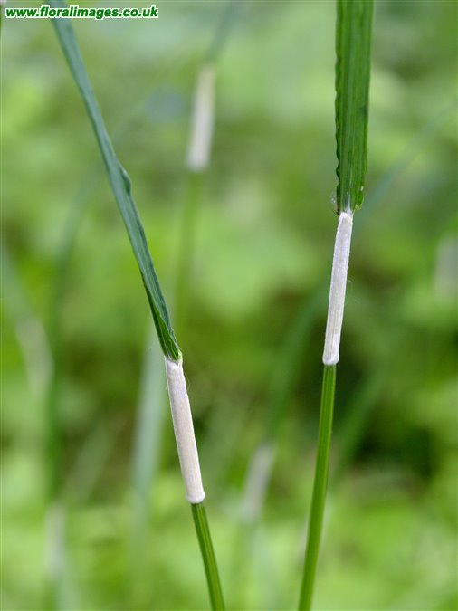 Epichloe typhina
