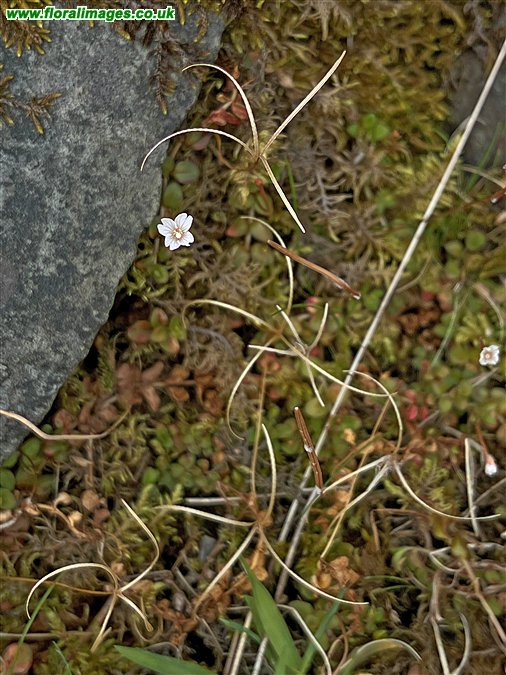 Epilobium brunnescens
