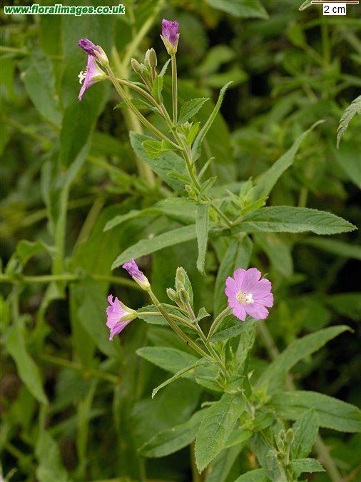 Epilobium hirsutum