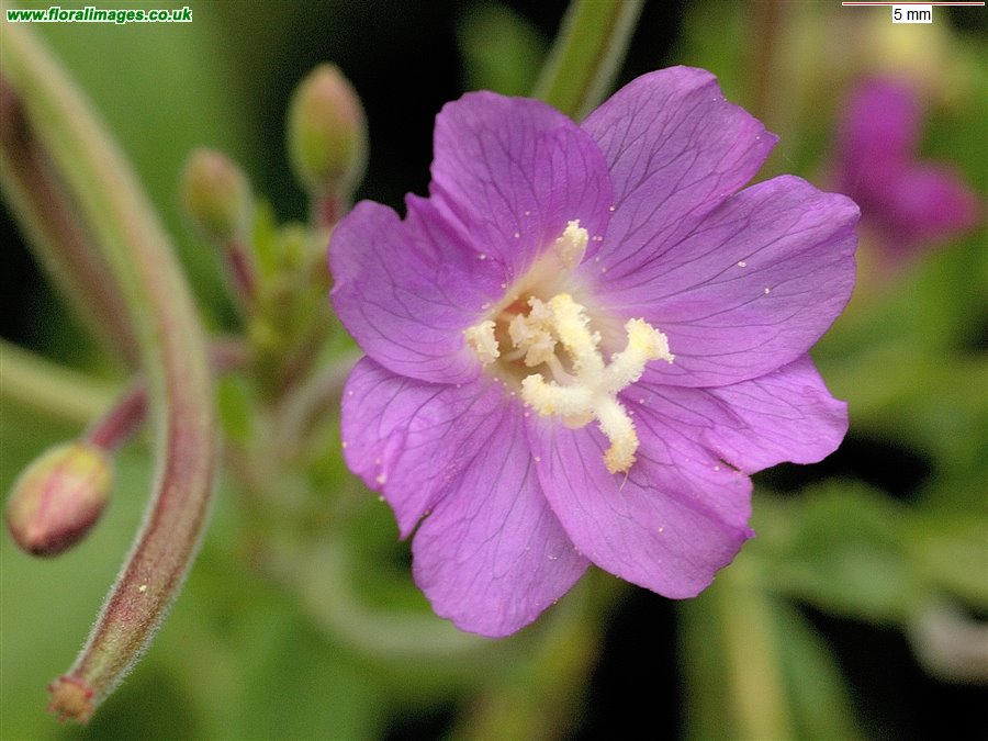 Epilobium hirsutum
