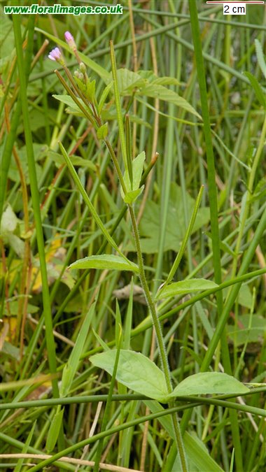 Epilobium montanum