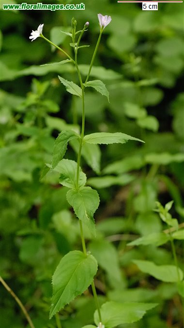 Epilobium montanum