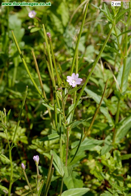 Epilobium montanum