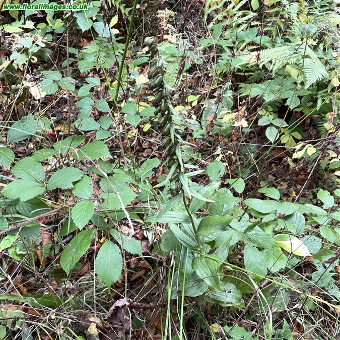 Epipactis helleborine